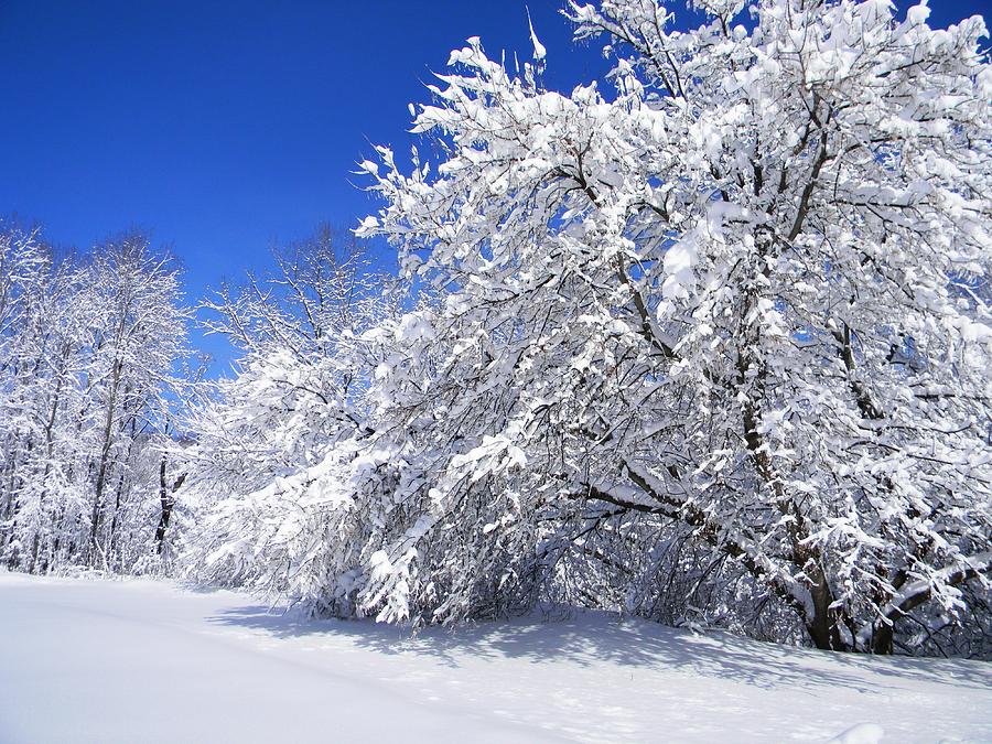 Freshly Fallen Snow Three Photograph by Nancy Comley
