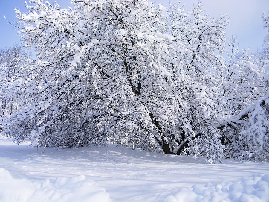 Freshly Fallen Snow Twelve Photograph by Nancy Comley