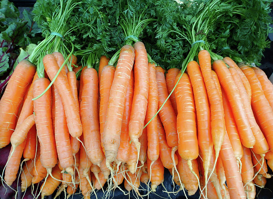 Freshly Grown Carrots In A Country Photograph by Virginia Star Freshly Grown Carrots In A Country Photograph by Virginia Star