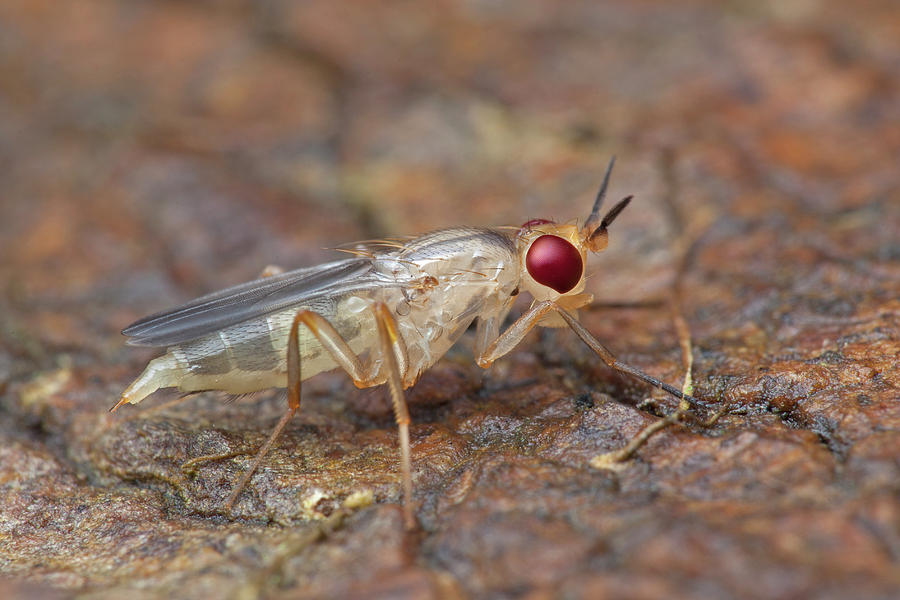 Freshly Moulted Fly Photograph by Melvyn Yeo/science Photo Library ...