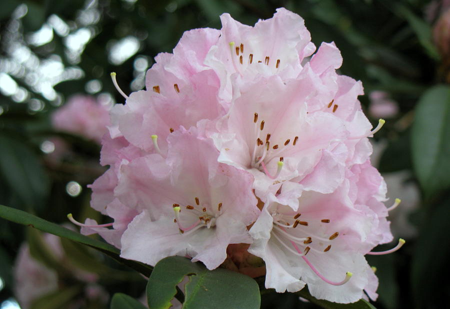 Freshly Opened Rhododendron Blooms Photograph by Darrell MacIver