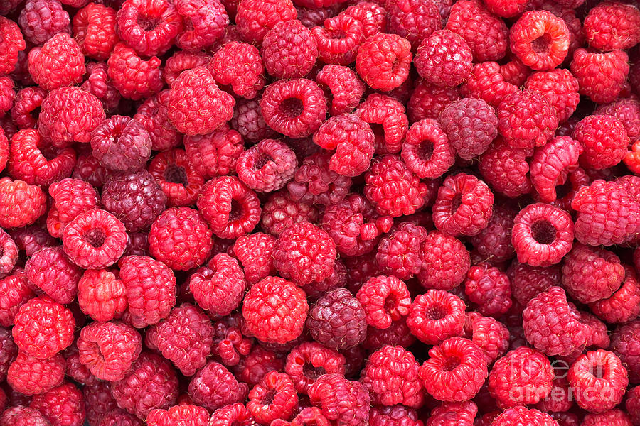 Raspberry Photograph - Freshly picked raspberries by Delphimages Photo Creations