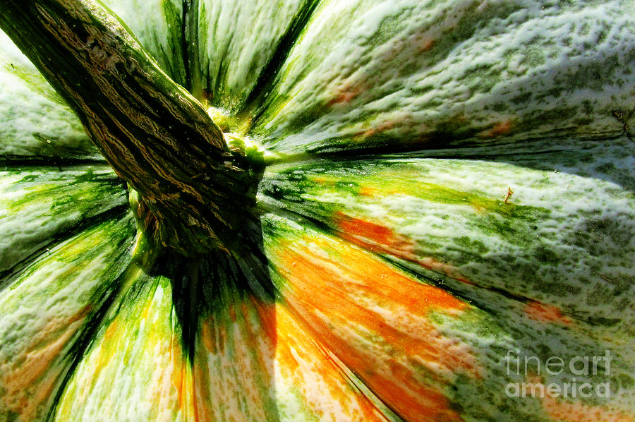 Pumpkin Photograph - Freshly Picked by Tina M Wenger
