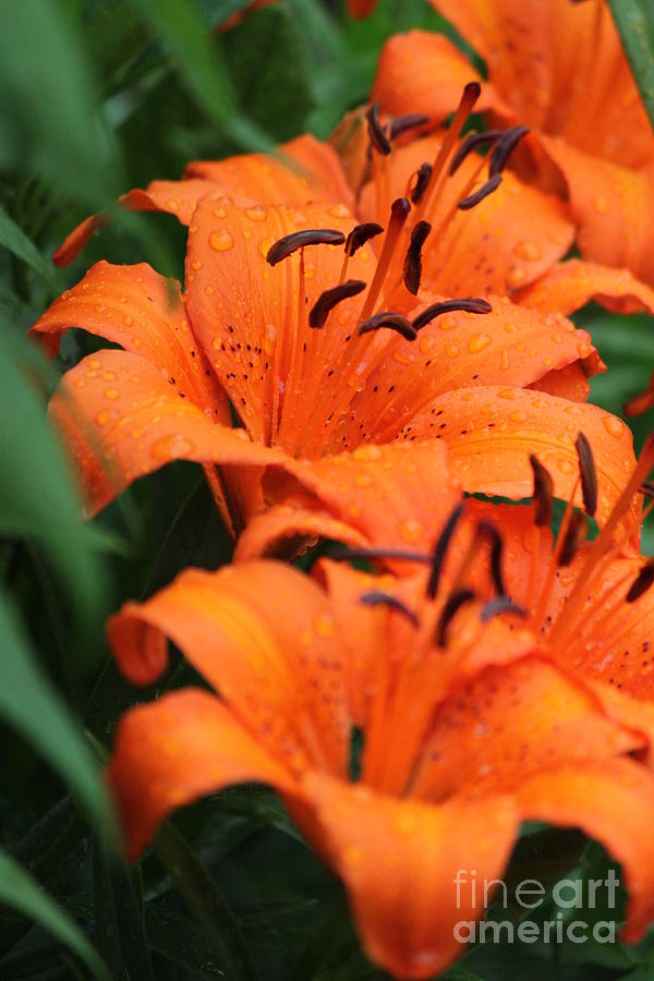 Nature Photograph - Freshly showered Tiger Lilys by Jennifer E Doll