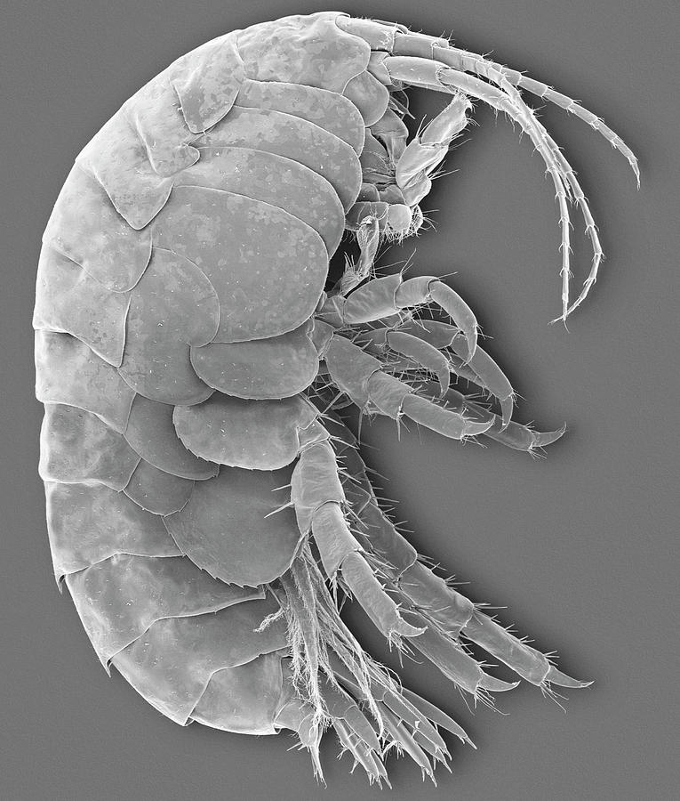 Black And White Photograph - Freshwater Amphipod Crustacean (gammarus Sp.) by Dennis Kunkel Microscopy/science Photo Library
