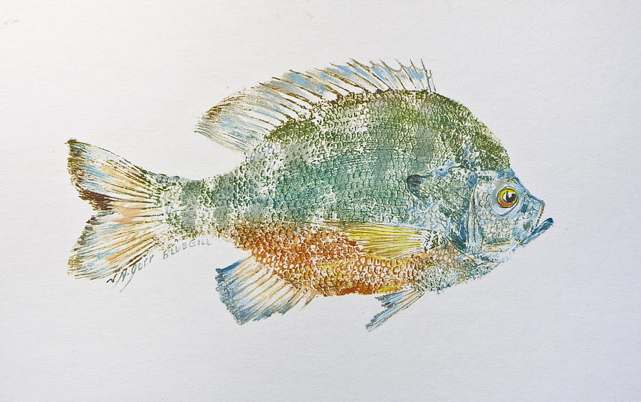 Fish Mixed Media - Freshwater Bluegill by Nancy Gorr