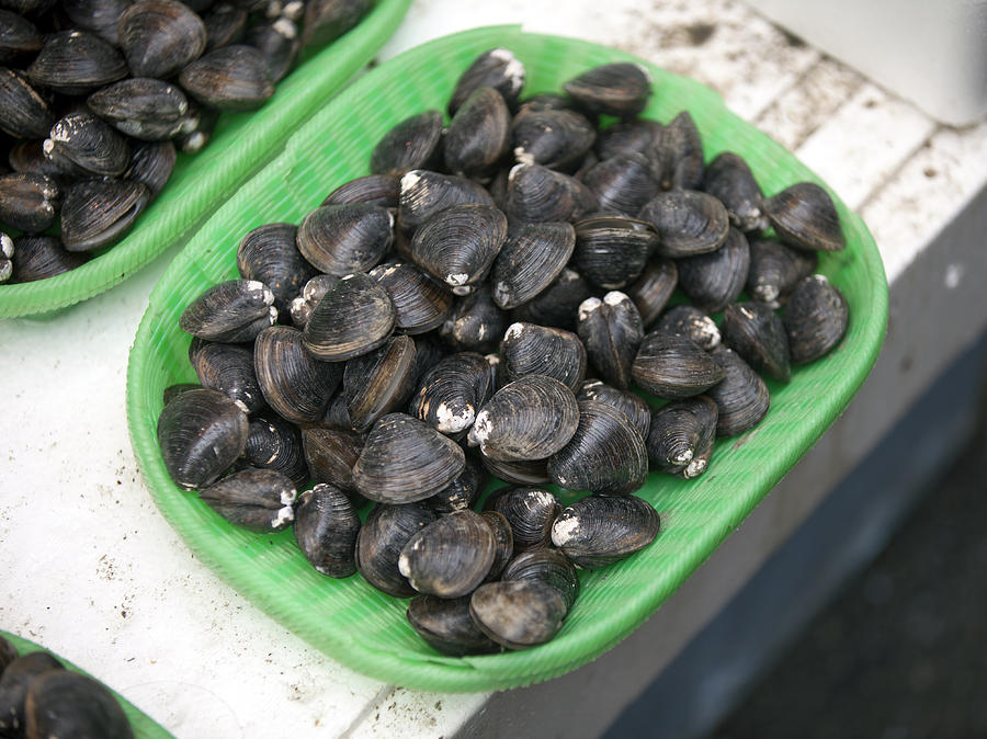 Freshwater clams (Japanese corbicula) displayed for sale Photograph by DigiPub
