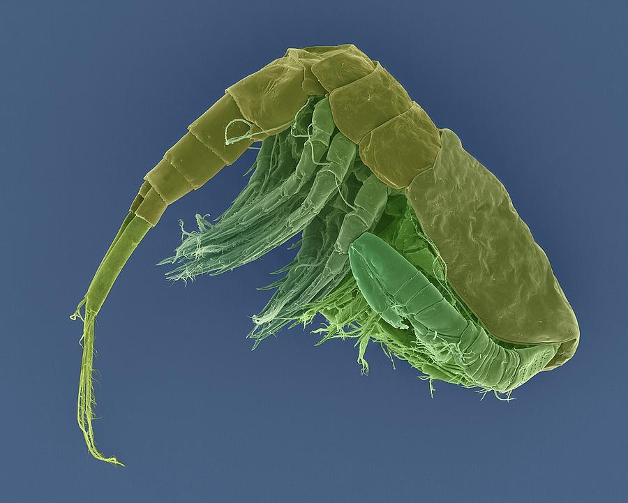 Freshwater Copepod (diacyclops Thomasi) Photograph by Dennis Kunkel Microscopy/science Photo Library