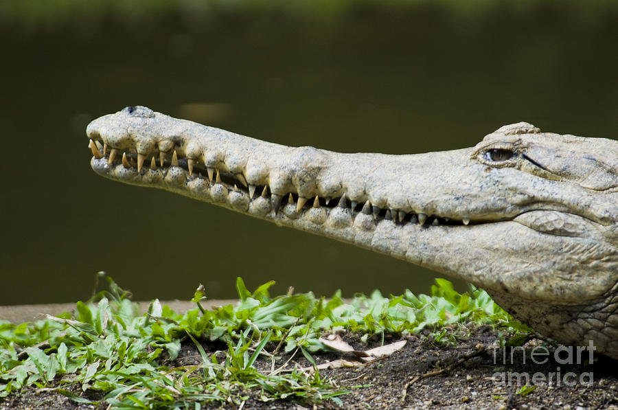 Crocodile Photograph - Freshwater Crocodile by William H. Mullins