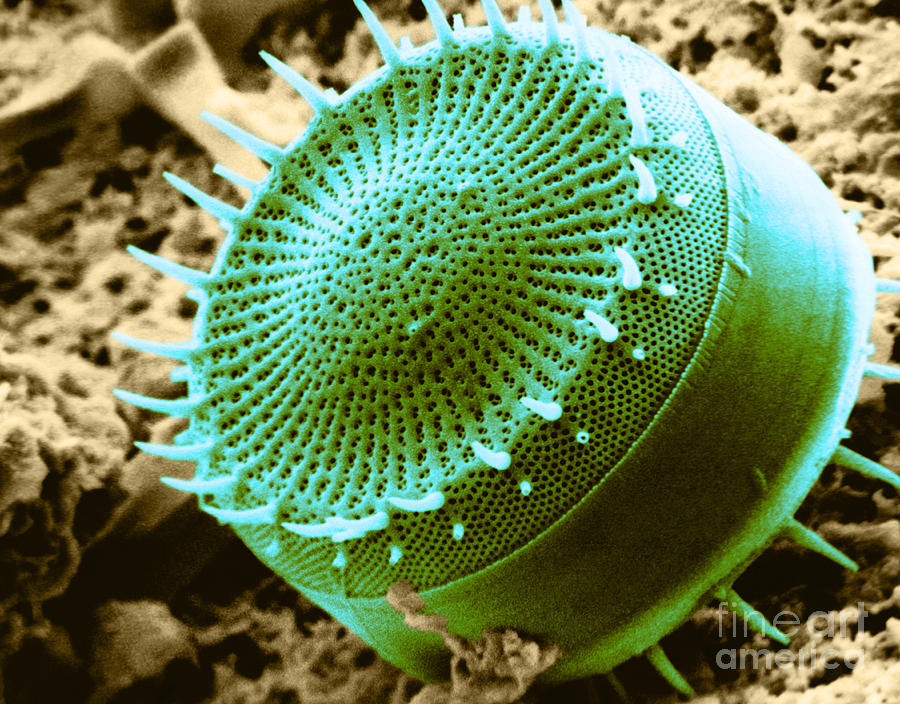 Freshwater Diatom, Sem Photograph by Asa Thoresen