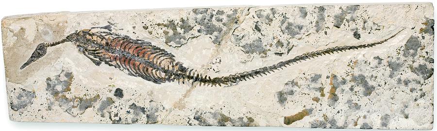 Freshwater Dinosaur Fossil Photograph by Pascal Goetgheluck/science Photo Library