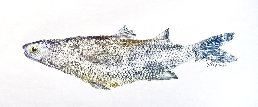 Fish Mixed Media - Freshwater Jumping Mullet by Nancy Gorr