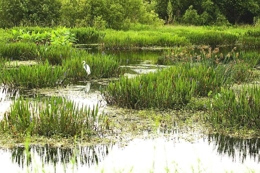 freshwater-marsh-photograph-by-norman-johnson-fine-art-america