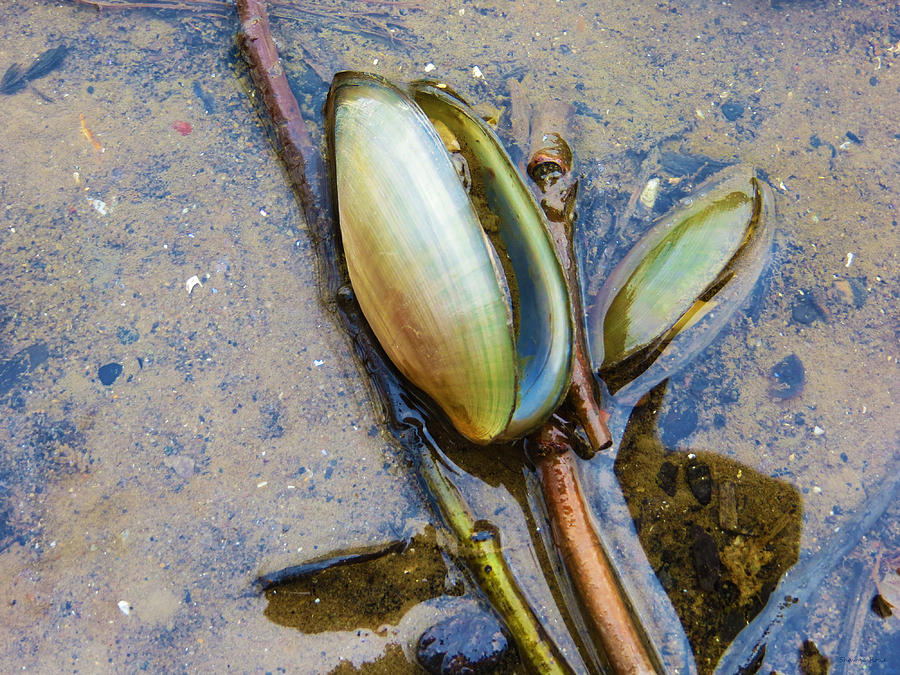 Freshwater Mussels Photograph by Shawna Rowe