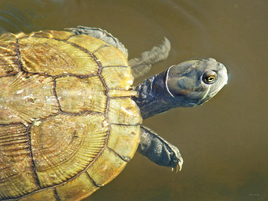 Freshwater Turtle 1 Photograph by Duane McCullough