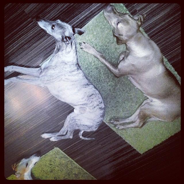 Sighthound Photograph - Friday Evening Relax #greyhound by Koritar Henriett