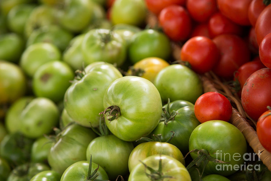 Fried Green Tomatos Photograph by Rebecca Cozart