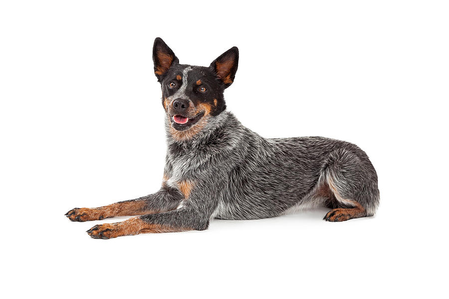 Animal Photograph - Friendly Australian Cattle Dog Laying by Good Focused