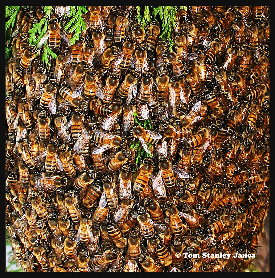 Friendly Bee Swarm Photograph by Tom Janca