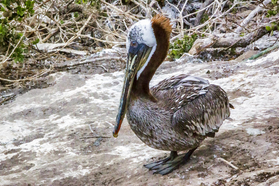 Friendly Brown Pelican Digital Art by Photographic Art by Russel Ray Photos