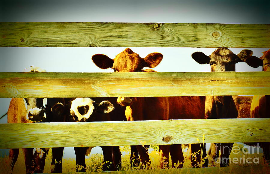 Friendly Cows Photograph by Lynda Dawson-Youngclaus