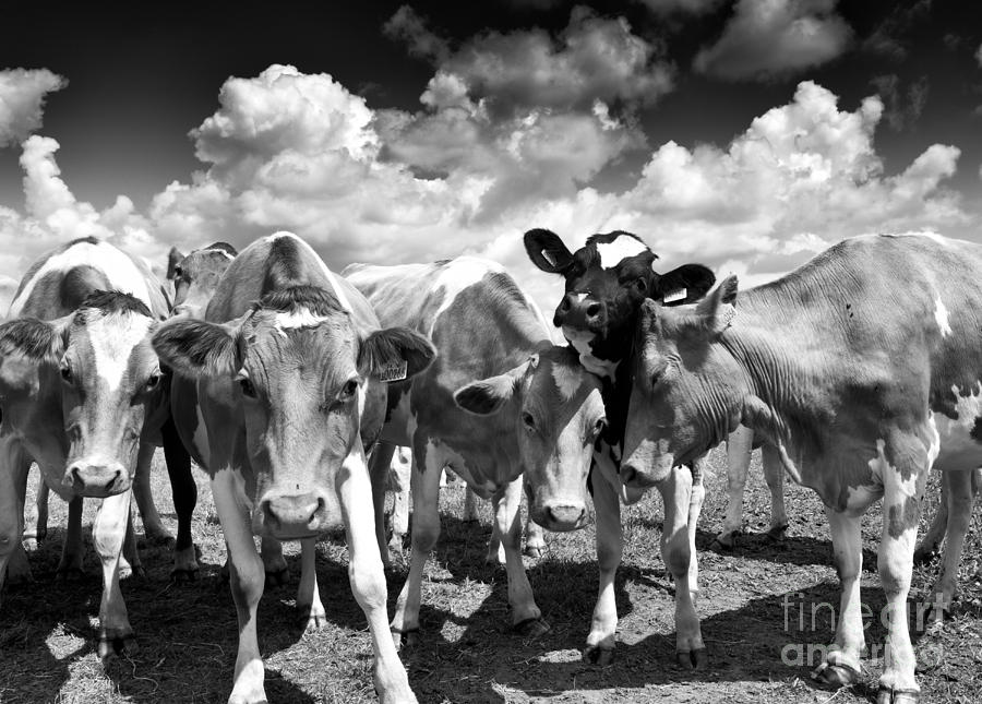 Cow Photograph - Friendly Cows  by Tim Gainey