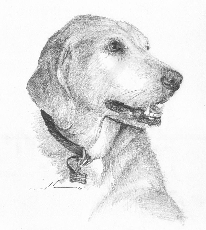 Friendly Dog Pencil Portrait Drawing by Mike Theuer Friendly Dog Pencil Portrait Drawing by Mike Theuer