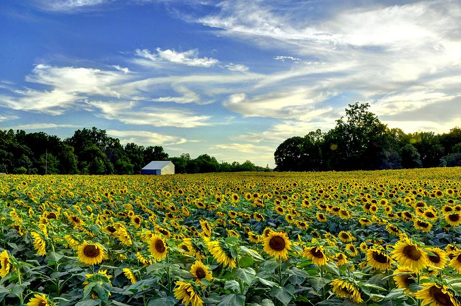Flower Photograph - Grinters Farm Sunflower Field by Jean Hutchison
