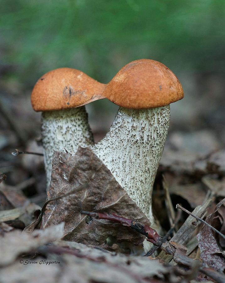Friendly Fungus Photograph by Steven Clipperton