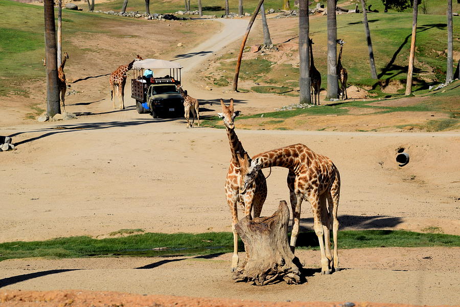 Friendly Giraffes Photograph