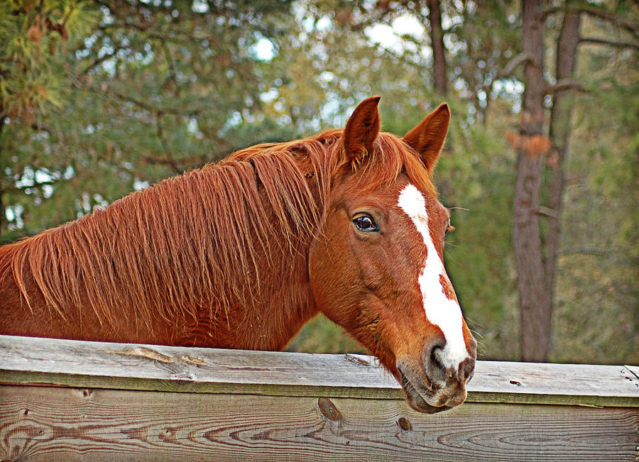 Friendly Horse Photograph by Linda Brown