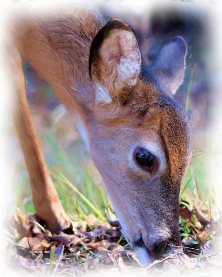 Friendly Little Buck Photograph by Sheri McLeroy