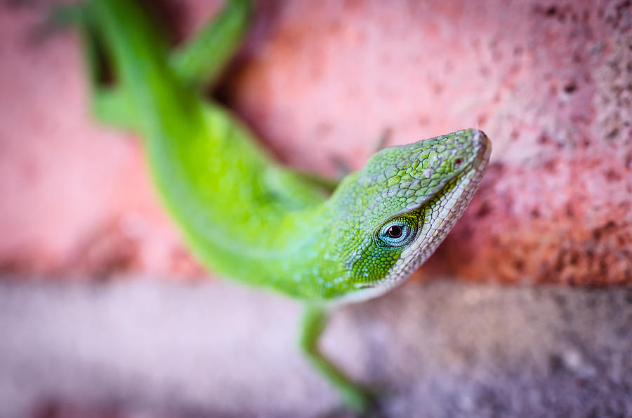 Friendly Lizard Photograph by David Downs