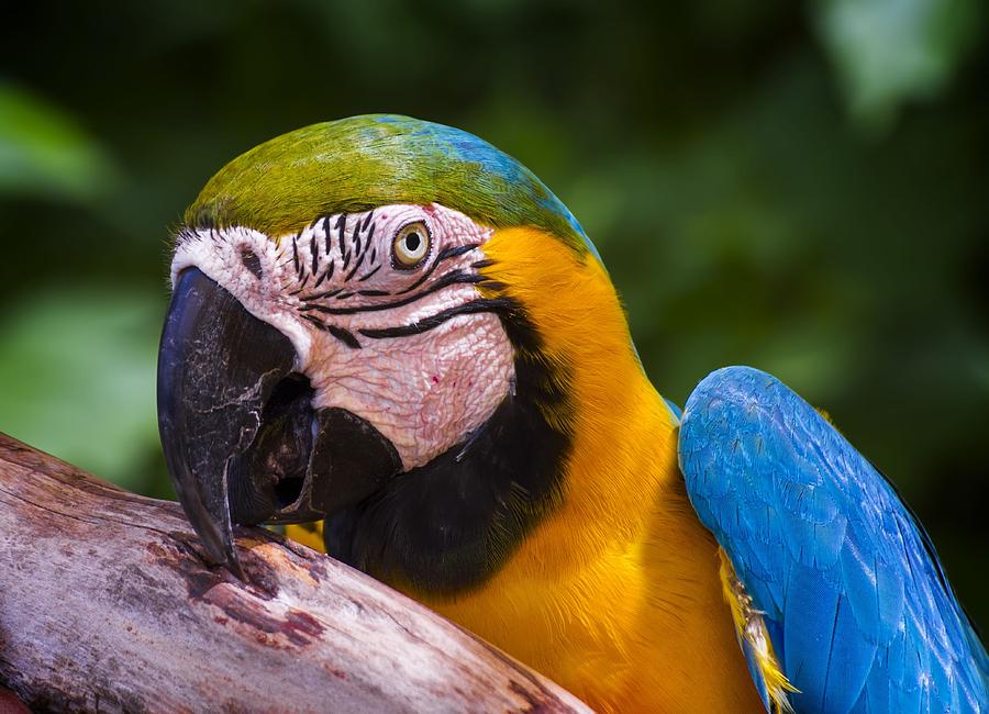 Friendly Macaw Photograph by Mark Andrew Thomas