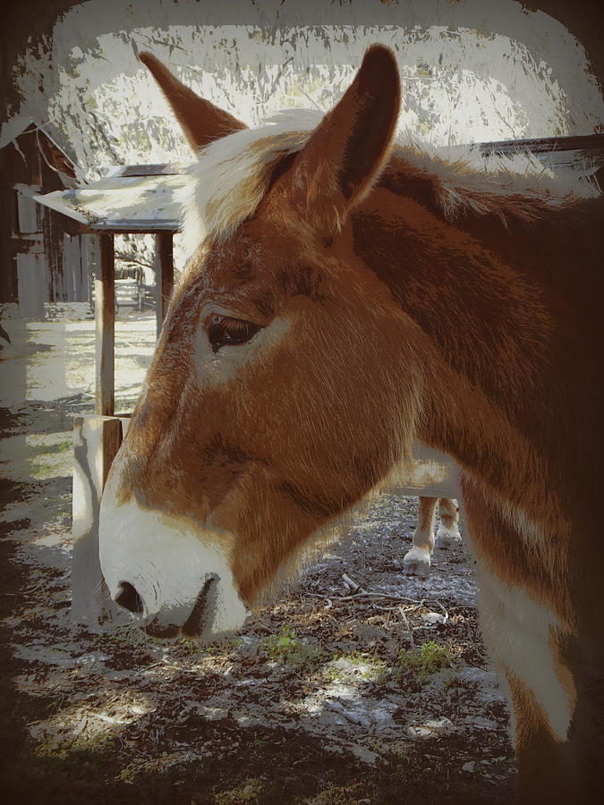 Friendly Mule   Photograph by Sheri McLeroy