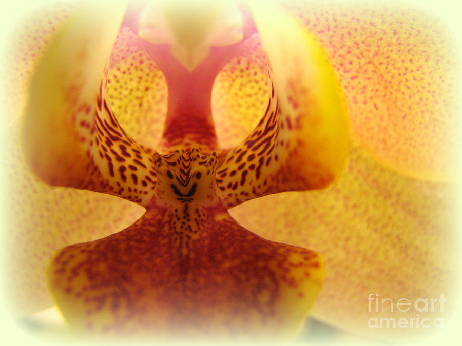 Orchid Photograph - Friendly Orchid by C Ray  Roth