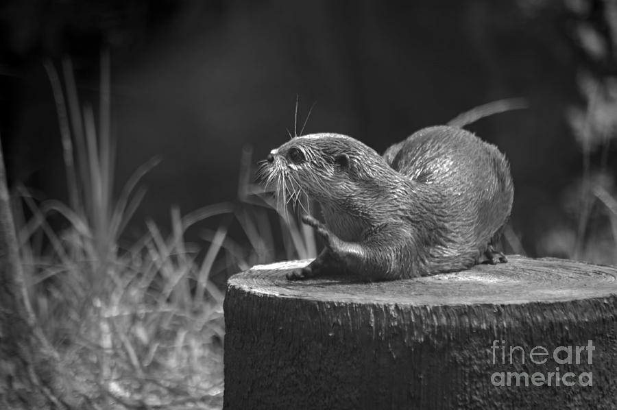 Wildlife Photograph - Friendly Otter by Elaine Mikkelstrup