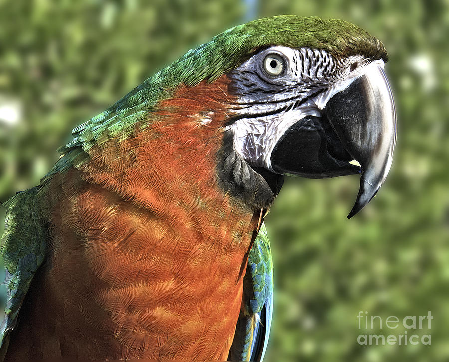 Friendly Parrot Photograph by Mae Wertz