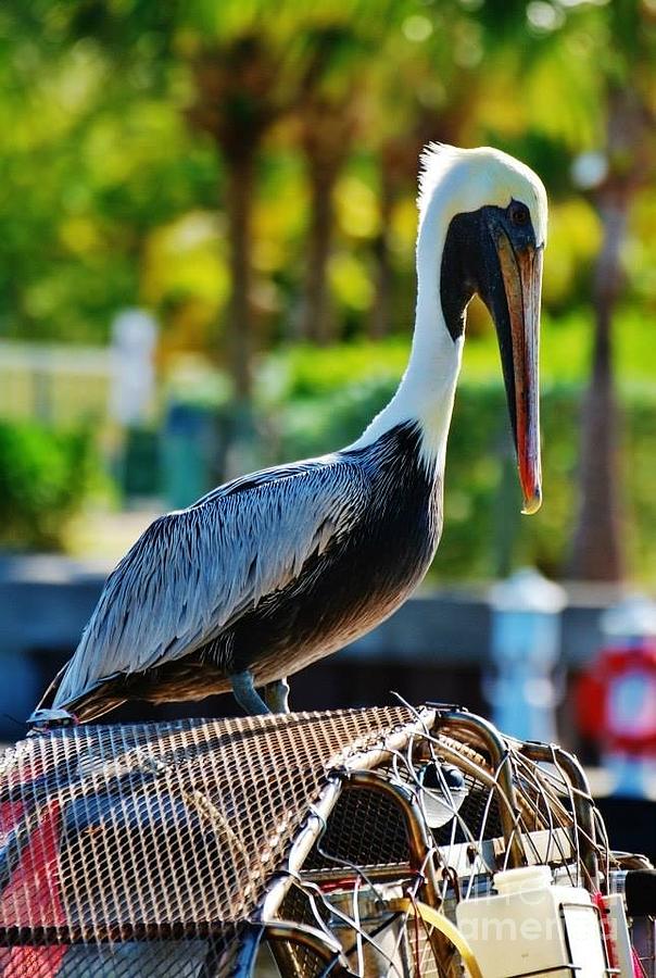 Friendly Pelican Photograph by William Wyckoff
