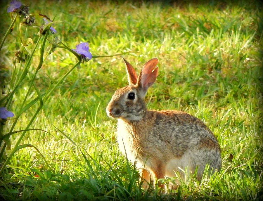 Friendly Rabbit II Photograph by Lynn Griffin