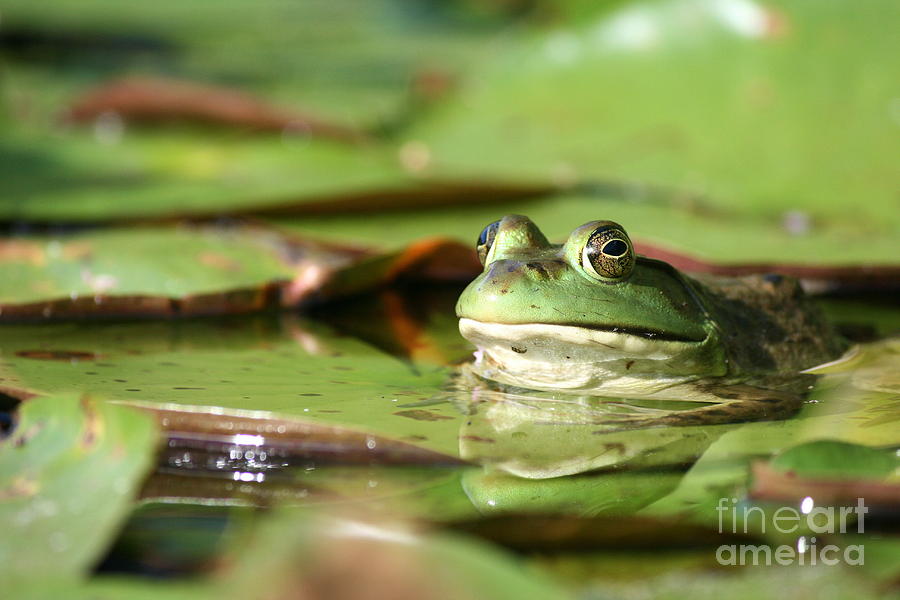 Nature Photograph - Friendly Roseland Lake Frog  by Neal Eslinger