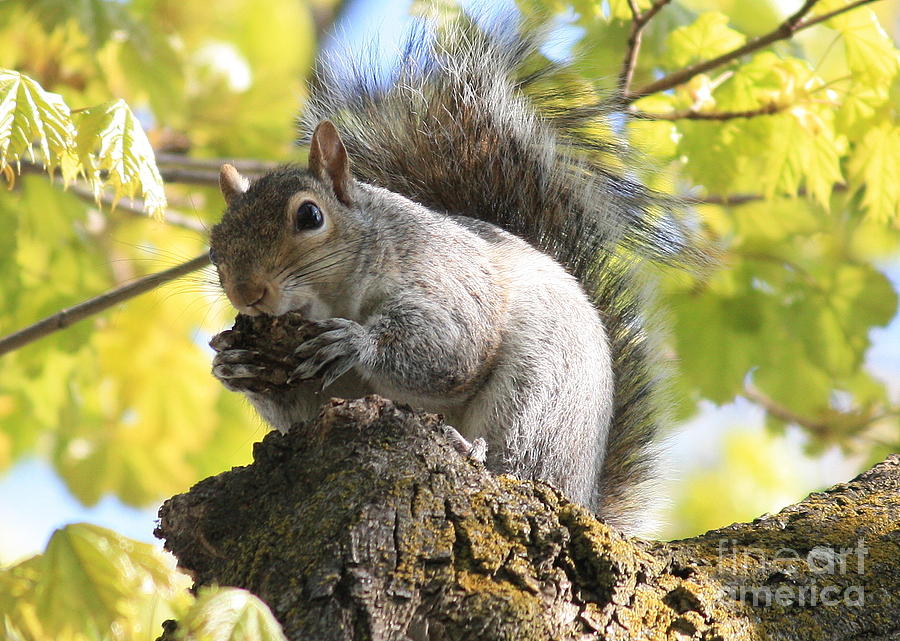 Friendly Squirrel Photograph by Carol Groenen