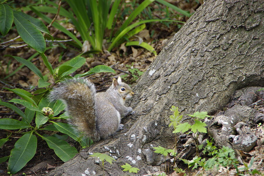 Friendly Squirrel Photograph by Marilyn Wilson