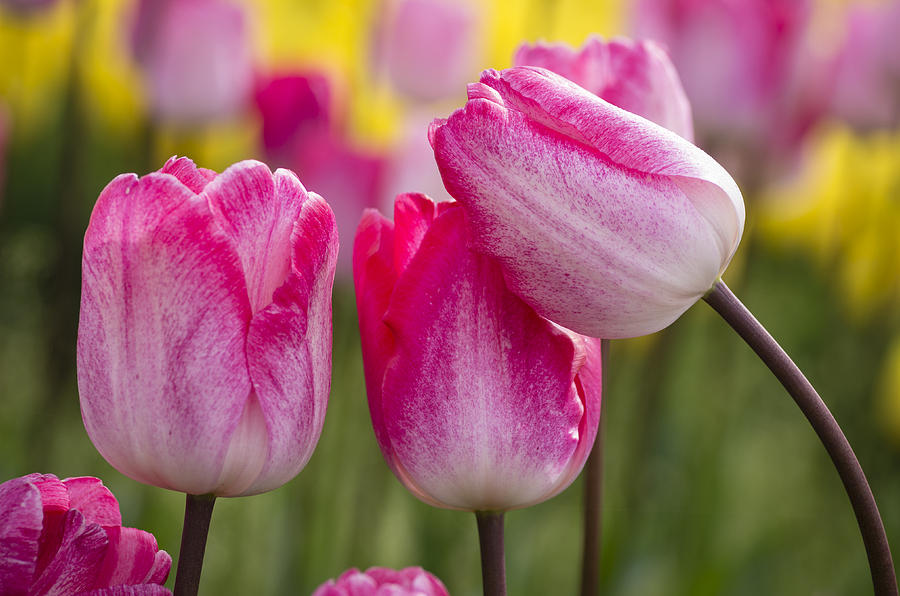 Friendly Tulips Photograph by John Trax