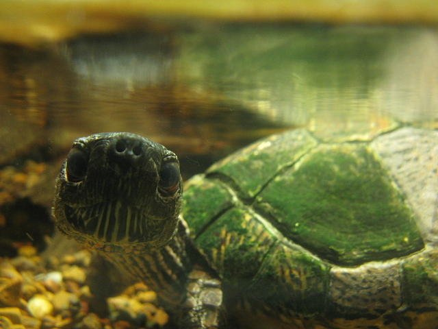 Friendly Turtle Photograph by Beth Warnock - Fine Art America