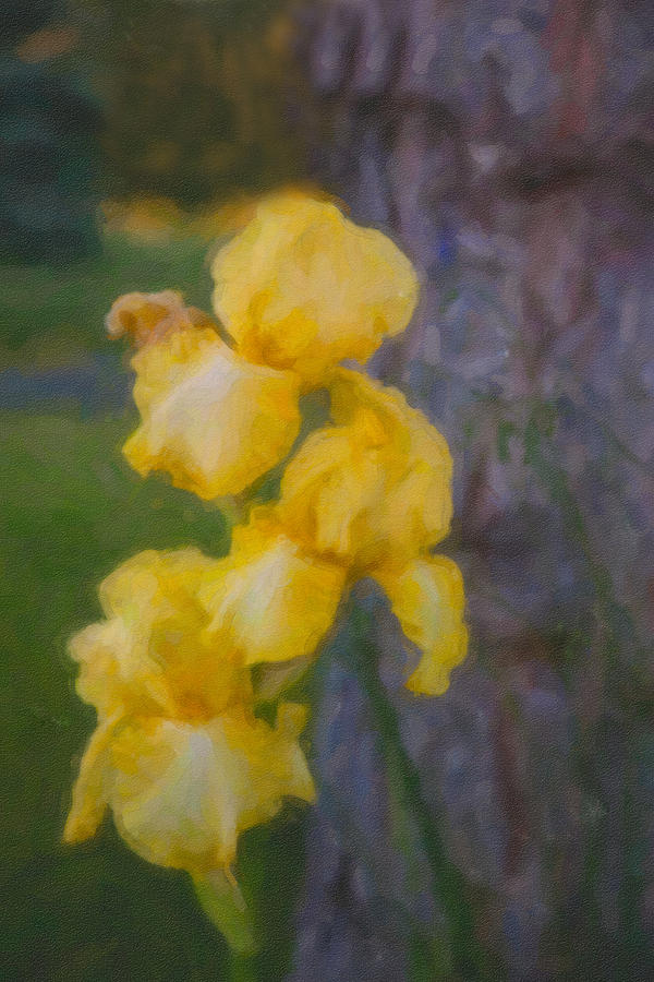 Friendly Yellow Irises Painting by Omaste Witkowski