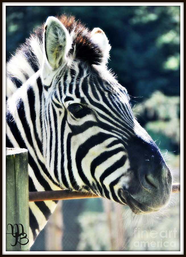 Friendly Zebra Photograph by Mindy Bench