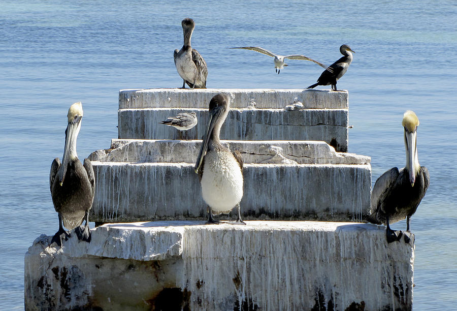 Pelican Friends Photograph by Bob Slitzan