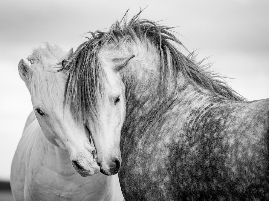 Horse Photograph - Friends II by Tim Booth