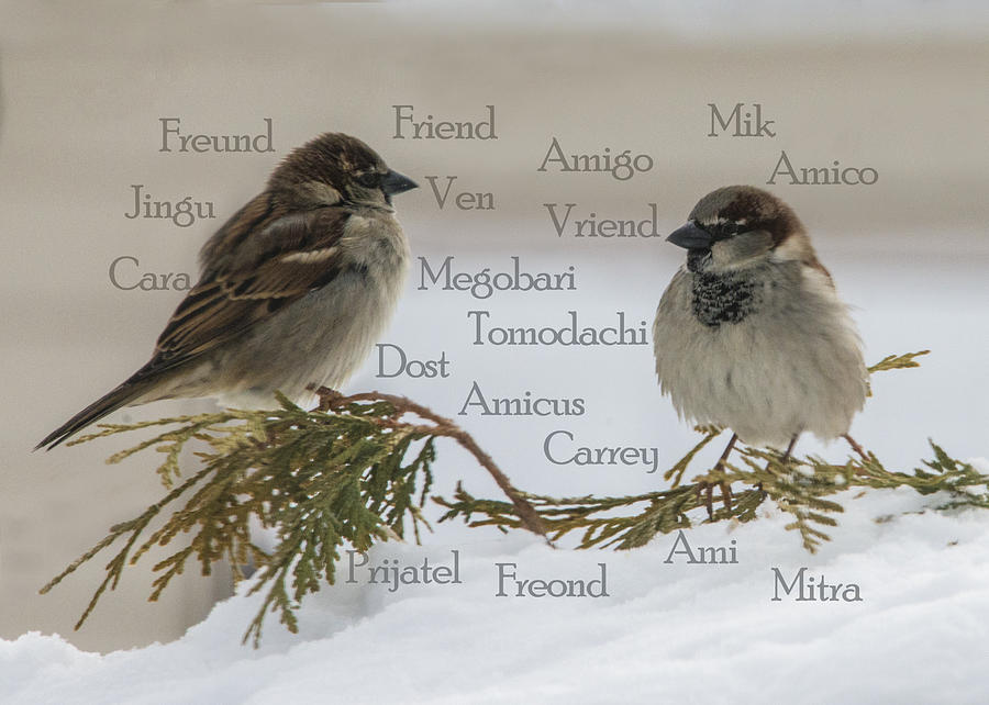 Sparrow Photograph - Friends by Jayne Gohr